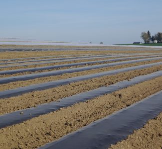 Der Einsatz von Mulchfolien ist in der Landwirtschaft und im Gartenbau gängige Praxis. Biologisch abbaubare Folien können helfen, Kunststoffeinträge in Ackerböden zu verringern, sie verursachen kein Mikroplastik.