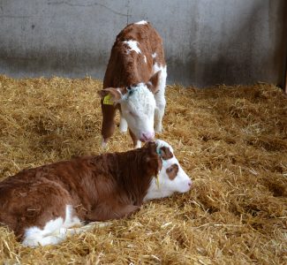 Bauernhof Kälbchen Kuh Landwirtschaft