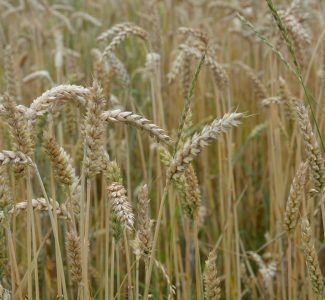 Feld Landwirtschaft Weizen