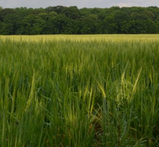 Agrarlandschaft_Uffenheim_Regenbogen (13)