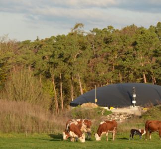 Biogas_Kuh_Anlage_Plankstetten (4)