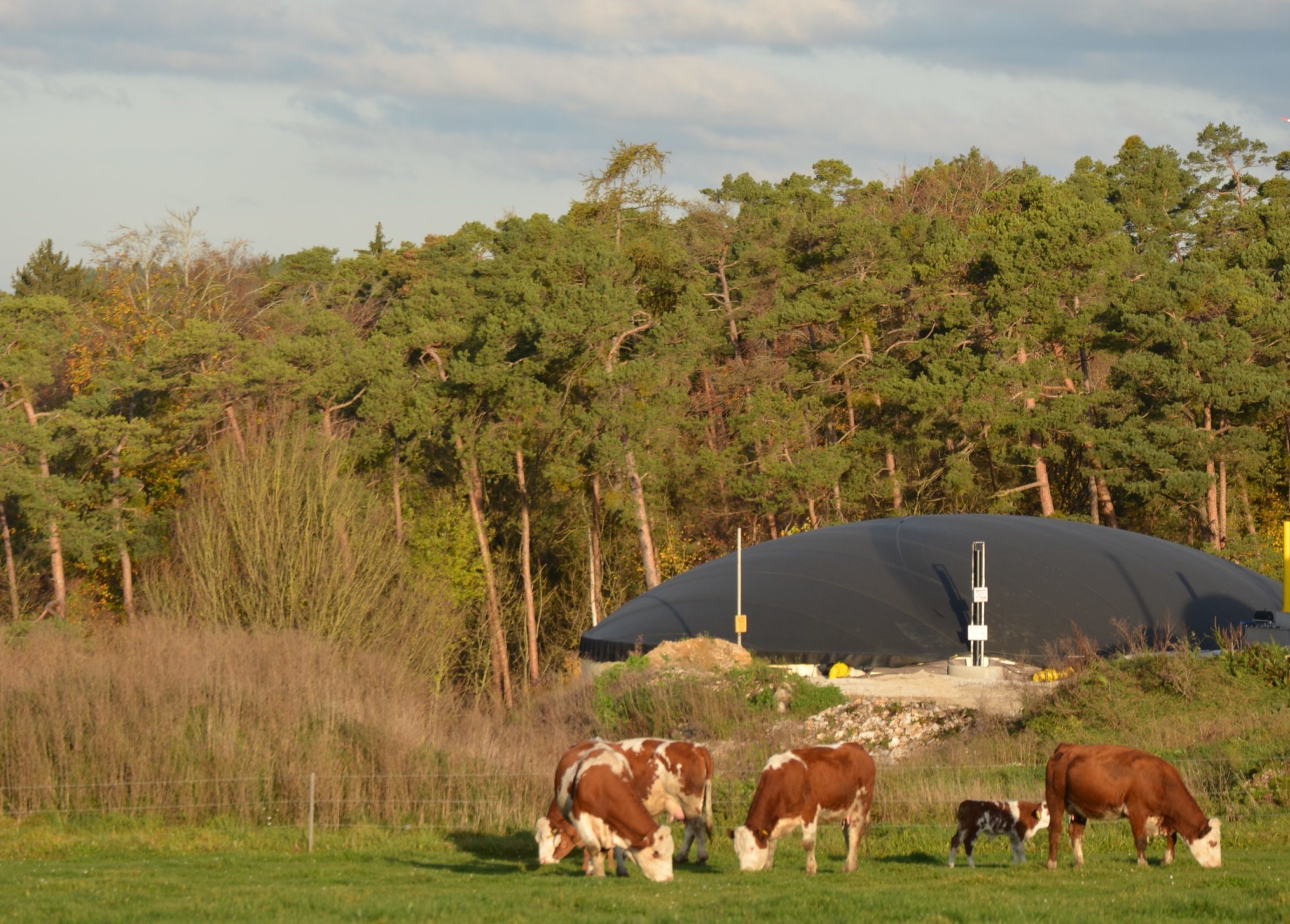 Biogas ist skalierbar – Landwirtschaftliche Güllekleinanlagen machen es möglich!