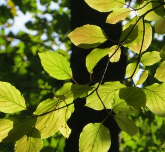 Wald_Blätter