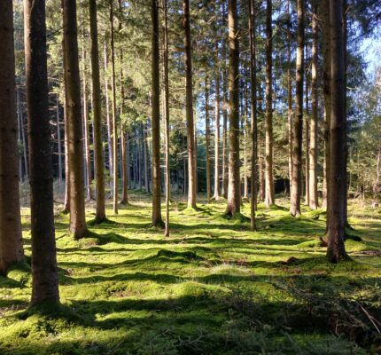 C.A.R.M.E.N.-Positionspapier Wald und Holznutzung